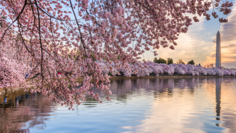 Washington Tidal Basin Cherry Blossom