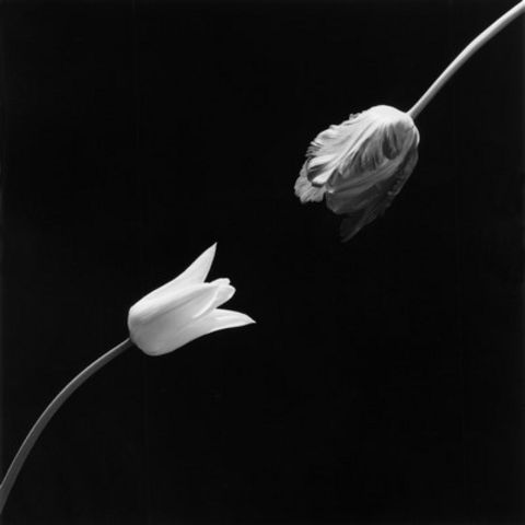 Robert Mapplethorpe, Tulip, 1984 @Robert Mapplethorpe Foundation-Used by permission