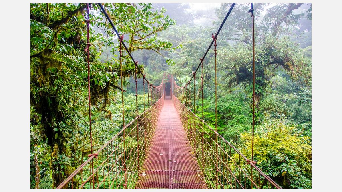 Bridge in Rainforest - Costa Rica - Monteverde