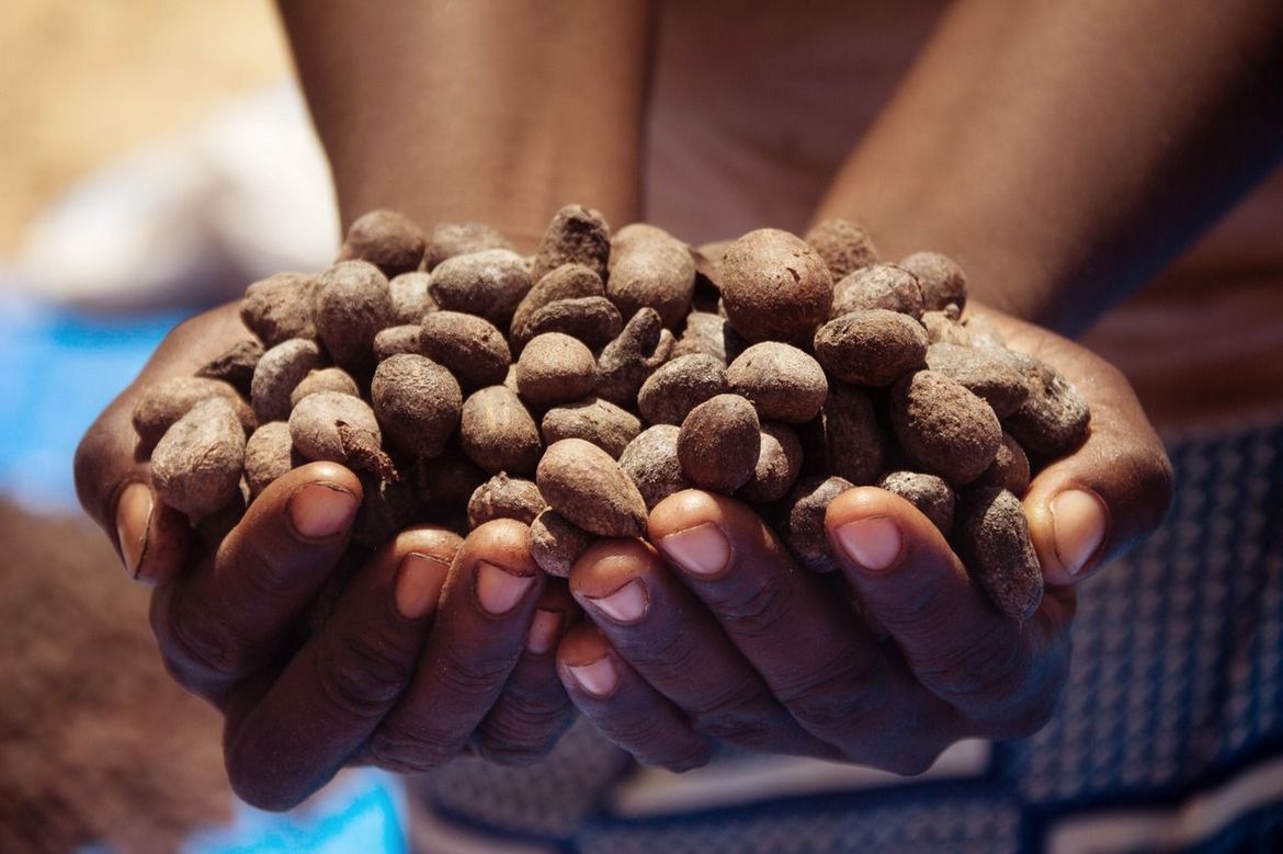 shea-nuts-loccitane-French-Chamber-of-Great-Britain