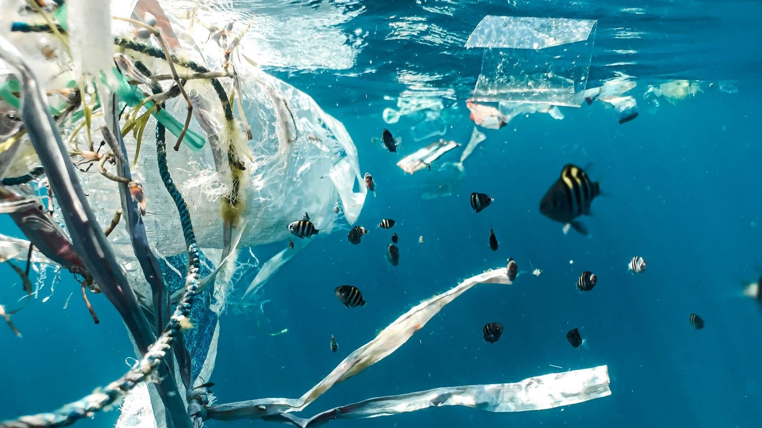 the-seacleaners-ocean-plastic-pollution-French-Chamber-of-Great-Britain