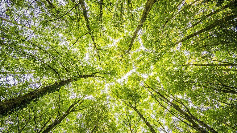 Climate-disclosure-article