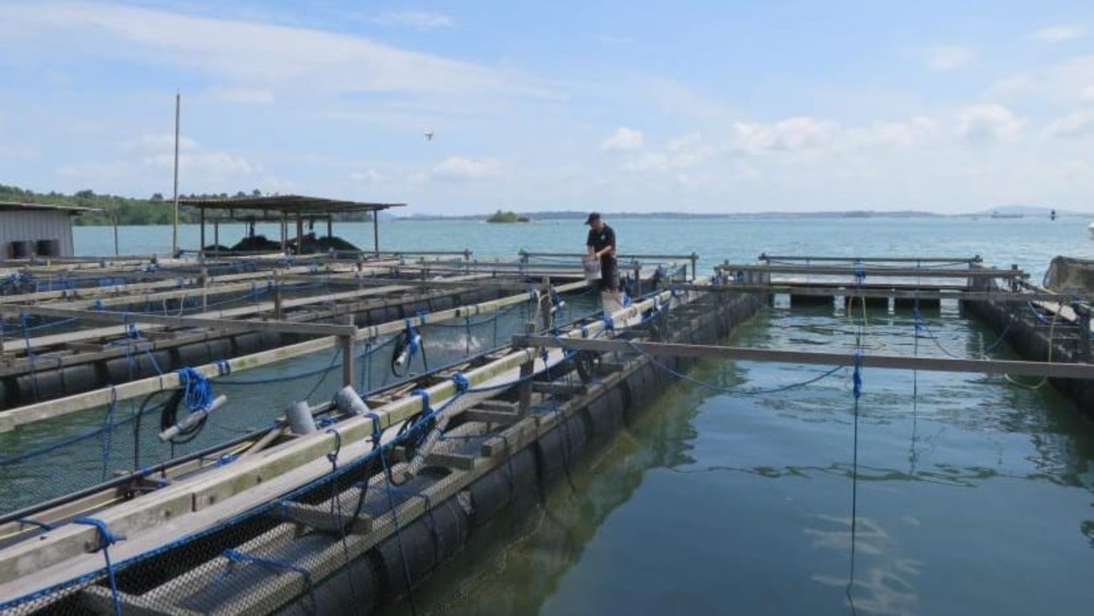IN FOCUS As aquaculture booms, what role can small fish farms play in helping Singapore achieve