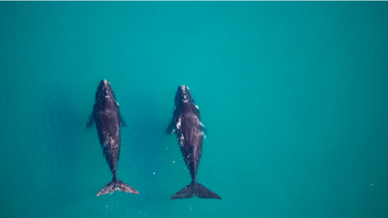Novotel WWF-Australia support Blue Corridors initiative safeguard whale migration routes