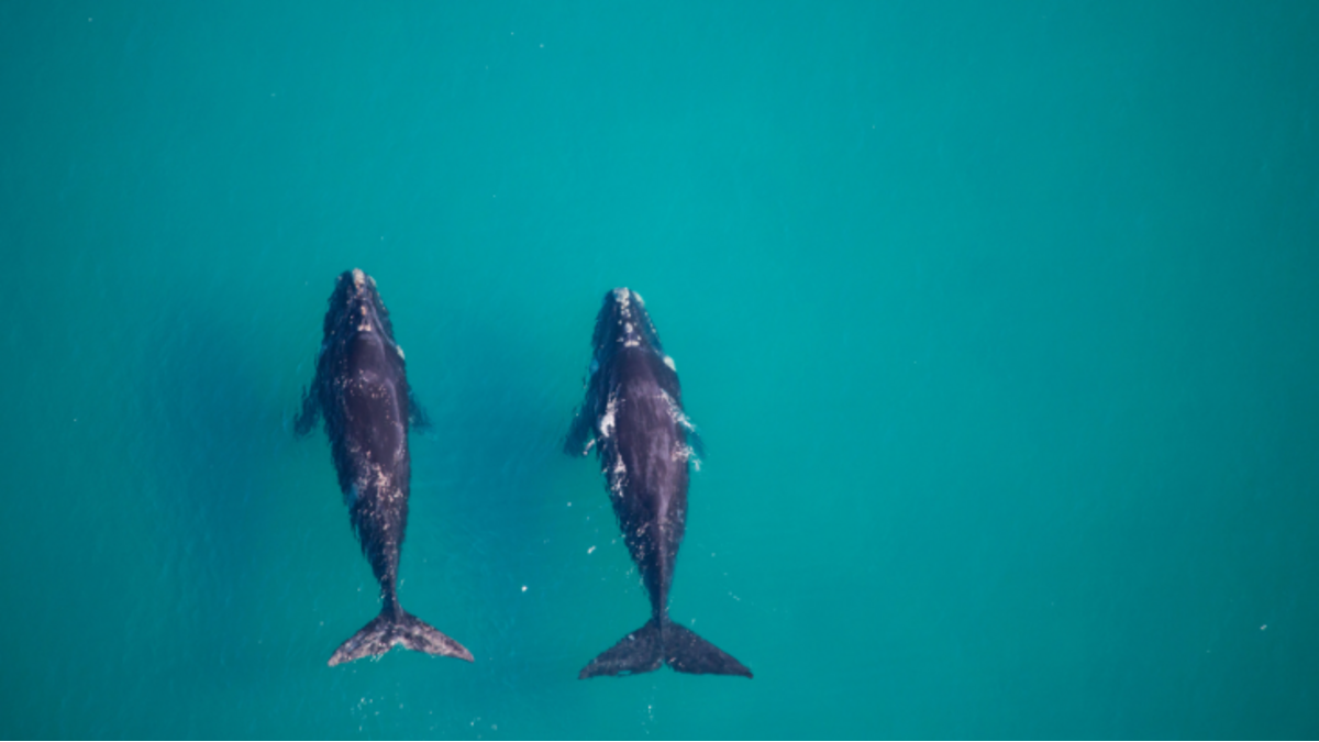Novotel WWF-Australia support Blue Corridors initiative safeguard whale migration routes