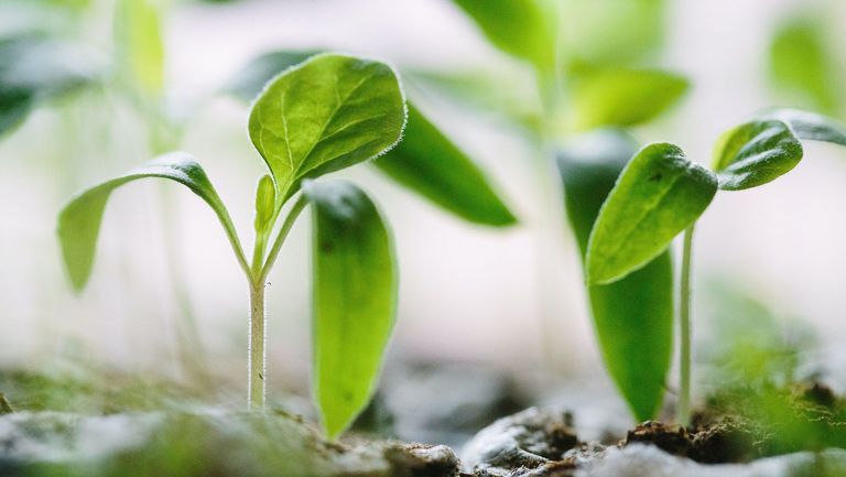 browne-jacobson-green-claims-french-chamber-of-great-britain