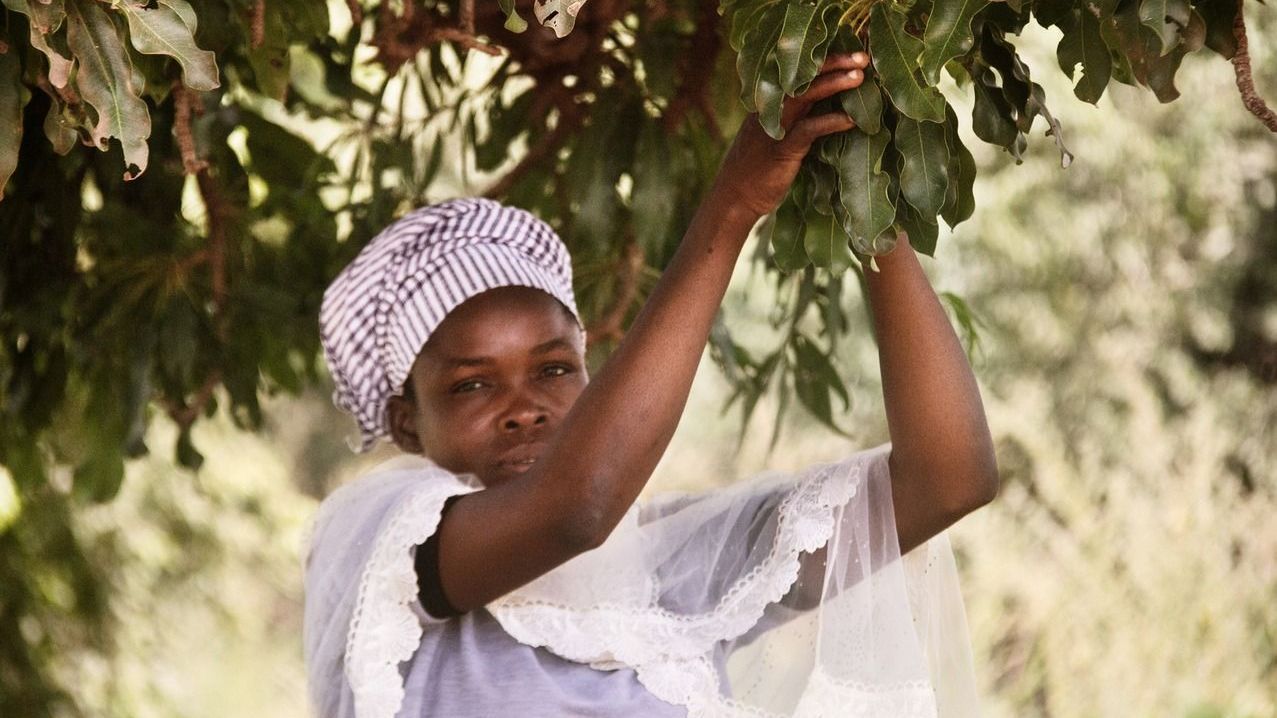 shea-trees-loccitane-French-Chamber-of-Great-Britain