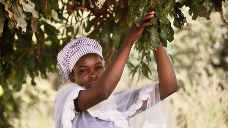 shea-trees-loccitane-French-Chamber-of-Great-Britain