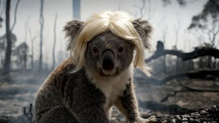 Koala wig Tap4change facci member