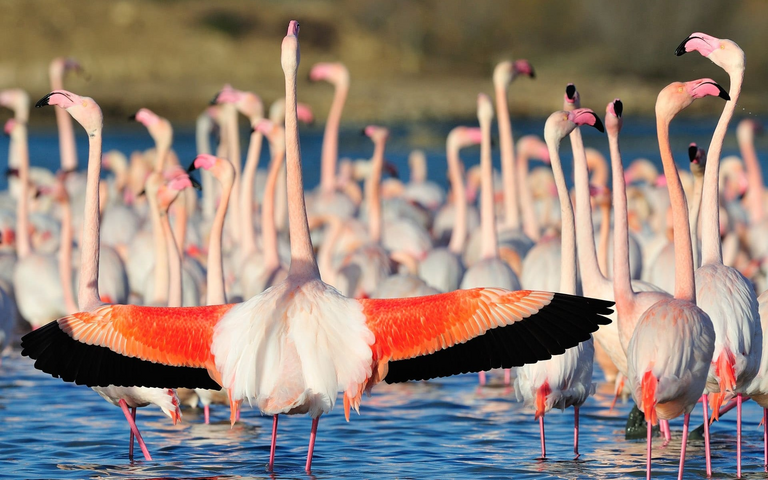 Structure of economies in EAIO FTCC