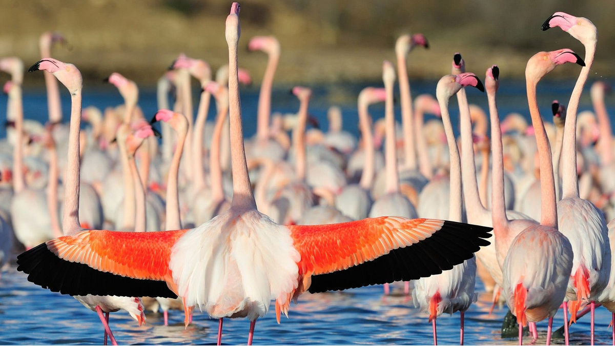 Structure of economies in EAIO FTCC