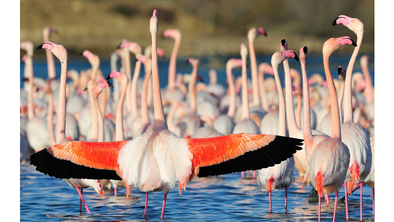 Structure of economies in EAIO FTCC