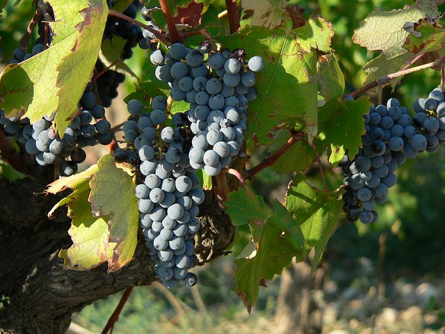 raisin-178217_640